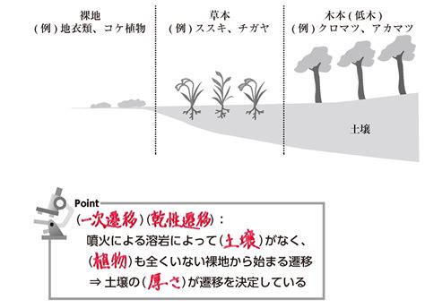 一次遷移|「一次遷移」とはどんな現象？生態系を理解する上で。